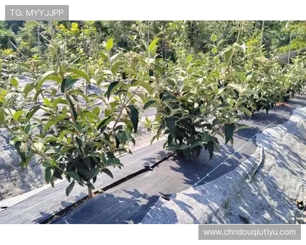 斗球体育电脑版下载安装苹果的详细步骤指南，帮助苹果用户轻松获取斗球体育电脑版软件